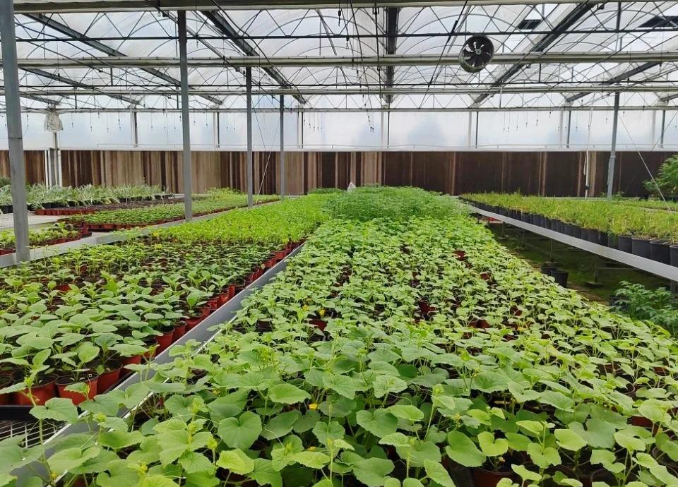 景观蔬菜的奇妙世界 花卉种子的新维度