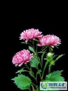 重瓣翠菊之美 探索粉色中杆翠菊种子的种植与特性